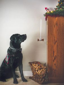 Dog looking at toy elf